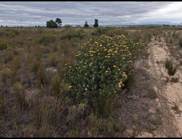 FARM FOR SALE IN RIVERSDALE